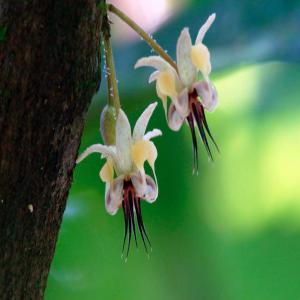  Gros/ Acheteurs De Cacao Fin,venezuela - café cacao thé nous sommes des planteurs/fournisseurs directs de f&egrave;ves de cacao en provenance du v&eacute;n&eacute;zuela. notre le lot se trouve d&eacute;j&agrave; a notre warehouse au pays bas. la vari&eacute;t&eacute; est sur del lago,  tres appr&eacute;cier par les chocolatier.  nous ne sommes pas d inter