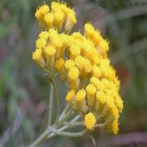  Helichrysum It- Immortelle Huile Essentielle Bio - huiles je suis producteur bulgare d'huile essentielle,  situé dans la région central à kazanlak.----55 kg  d'helichrysum it- immortelle bio disponible--33, 81 % acétate de néryle--de très bonne qualité ----certificat et échantillons disponibles sous dem
