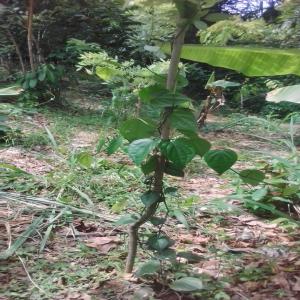 Culture De Poivre, Le Démarrage - épices aromates cela fait exactement un an que j'ai planté quatre quarante (440) pieds de poivres. j'ai actuellement une préoccupation,  en effet,  je ne sais pas à quel moment recéper la plante de poivre. quelle taille doit elle avoir pour etre recépée?