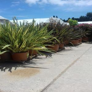  Déstokage Plantes C35lt Phormium Spp - horticulture plante biocarburant tr&egrave;s beau lot de phormium spp = lin de nouvelle z&eacute;lande en conteneurs c35lt,  touffes extra de 120/130 cm,  principalement en variegatum (panach&eacute;s)et pink stripe (bronze avec liseret rose). livraison possible toutes destinations,  disponible 500 unit&eacute;s. qualit&eacute; jardin
