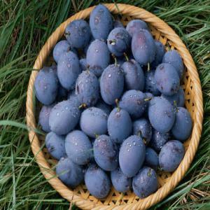  Stanley Prunes Plum Premium Quality Hand Picked - fruits and vegetables hi, --we are selling stanley plums prunes. stanley is the gold standard for prunes. the fruits have dark purple skin and are delicious. our trees are located in east bulgaria,  close to the black sea and are picked by hand. each basket has 7kgs of fruits.--we gather approx. 50 tons per year.--price- 0