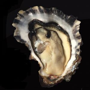  Oysters From The Southwest Of France - crustacean shell oyster france grow unique oysters from the southwest of france are ready to be shucked ! we offers atlantic  fine  and biscay  spéciale  from #0 to #4.--contact us to order