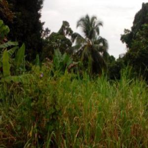  We Are Selling Parcels Of Lands In Kribi-cameroon - mine land concession we have many parcells of lands to sell at kribi and many places in cameroon.--agricultural lands; land near by the sea warehouse lands; hotels lands; lands for every kind of projects with documents.-- contact us for more details.-- serious peoples are welcome.