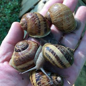  Vivant Gros Gris - animaux vivants pour la collection automne,  nous proposons des escargots vivants gros gris,  taille 18+ gr.,  s&eacute;ch&eacute;s et nettoy&eacute;s. transport par camions r&eacute;frig&eacute;r&eacute;s sur palettes. quantit&eacute; minimum de commande 1000kg. veuillez nous contacter pour plus d'informations.