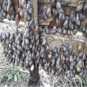  Producteur Esgargots Helix Aspersa Muller Pologne - animaux vivants nous avons une une ferme d'escargots helix aspersa muller --nous elevons dans le respect de la nature en milieu forestier. nos escargots sont élevés en parcs naturels,  nourris au mais, tournesol et herbes.--nous cherchons des partenaires pour faire le contrat direct de vente . nous prop