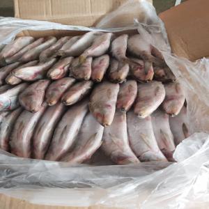  Poissons Congelés Du Sénégal Stock Important - poissons nous sommes des jeunes producteurs de poissons congelés à terre du sénégal.  nous dispose d'important stocks de poissons congelés comme du chinchard blanc capacité de 28t calibre g/m ,  sardinelle rond et plat plus de 100t m et  pelons ,  ravil  chinchard noir