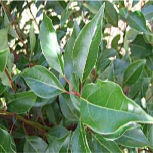  Huiles Essentielles De Madagascar Grossiste - huiles fournisseur grossiste entreprise française propose des huiles essentielles --pures et naturelles 100%,  --grossiste-vente huiles essentielles de madagascar ---ravintsara,  niaouli,  eucalyptus,  hélichryse, etc..--stock en france, certificat d'analyse disponibles, --fournisseur-grossiste fran