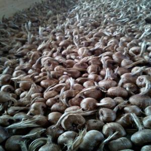  Bulbes De Safran (crocus Sativus) - épices aromates producteur de safran du quercy (lot,  france),  vends bulbes triés et nettoyés manuellement,  tous calibres,  disponibles immediatement en gros et demi gros.--prix dégressif selon quantité,  à partir de 0.10€.