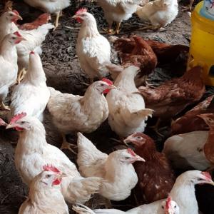  Coqs Reproducteurs Blancs 13 Semaines Vendre - animaux vivants j'ai 222 coqs reproducteurs blancs de 13 semaines &agrave; vendre &agrave; kinshasa &agrave; 7$ le coq. le prix change chaque mardi selon leur croissance. &agrave; partir de la semaine 20 ils se vendent &agrave; kinshasa &agrave; 10$. transport et logistique &agrave; la charge du client. 