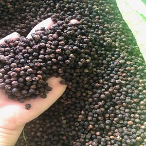  Poivre Noir 500 Gl Asta Ou Faq - épices aromates nous fournissons des poivre noir asta et faq au vietnam avec du prix competitive.----des produits disponibles - 500 gl,  550 gl.----me joindre pour du prix. ----cordialement----