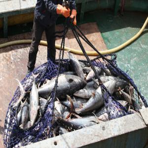  Fournisseur De Poisson Depuis La Mauritanie - poissons nous sommes une entreprise qui fournit du poisson à des prix très compétitifs  à l'international ( france,  italie,  espagne,  et pays africains ) depuis la mauritanie .  veuillez-nous contacter pour plus d'information .
