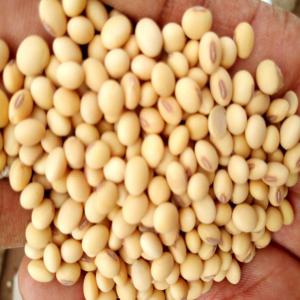  Recherche De Clients Pour Céreales Et Tubercules - céréales je produis des tubercules et des céréales issus d'une agriculture biologique. aussi,  nous les vendons sur place. sur commande,  nous pouvons fournir à des clients sérieux, après établissement de contrats entre les parties.