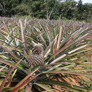  Recherche Plants D'ananas Victoria Acheter - semence graine plant société ivoirienne de production d'ananas) en création achète des plants d'ananas victoria pour couvrir dans un premier temps un demi-hectare. merci de laisser votre offre,  de nous envoyer un devis. nous vous répondrons immédiatement.