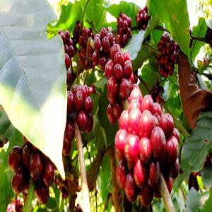  Poivre, Café Et Cacao Vietnamiens Bio - café cacao thé nous avons des plantations de café,  de cacao et de poivre bio à dak lak ( buon me thuot,  vietnam).   notre société est basée en france. nous aimerons etre en contact avec des acheteurs/grossistes francophones. bien à vous.