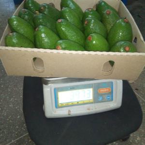  Avocado Hass Kenya - fruits et légumes avocado hass origine kenya.--calibre - 12/14/16/18 et 26/28/30.--cat 1 . primuim.--taux matière oïl - 21/22% .--paiement - tt & lc.--
