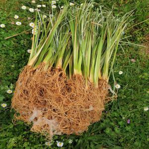  Racine De Vétiver - matiere vegetale  nous avons une exploitation de vétiver à madagascar ou au récupérons tous les ans sa racine pour extraire de l'huile essentielle où vendre la racine pour la confection d'artisanat
