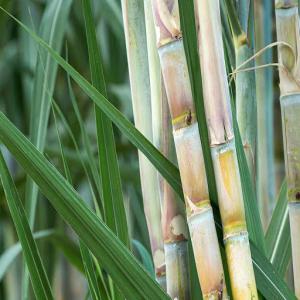  Sugar Icumsa45 - produits sucrés nous sommes l'une des principales soci&eacute;t&eacute;s bas&eacute;es sur la production l'exportation et la vente de sucre dans le monde et notre soci&eacute;t&eacute; et ses produits sont mondialement connus pour leur bonne qualit&eacute;,  leur confidentialit&eacute; et leurs prix satisfaisants.--