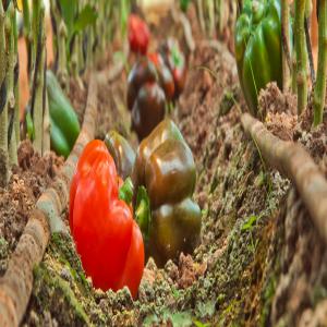  Recherche De Client - chimie additif engrais nous sommes la premi&egrave;re entreprise espagnole sp&eacute;cialis&eacute;e dans le conseil et le traitement des syst&egrave;mes d'irrigation agricole.--je cherche de client d'engrais chimique ou organique ou traitement des syst&egrave;mes d'irrigation agricole.