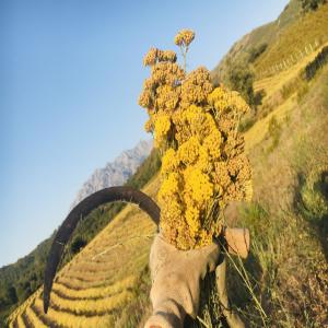  Vente D'huile Essentielle D'helichryse Italicum - huiles agriculteur de père en fils,   notre exploitation est située aux portes de la balagne. aujourd'hui nous vous proposons notre production d'huile essentielle d'hélichryse italicum,  labellisée ecocert. nous proposons à la vente 20 kg.nous vous invitons à d&eacut