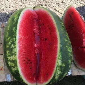  Pastèques Vendre - fruits et légumes bonjour,   --nous vendons notre derni&egrave;re r&eacute;colte de past&egrave;ques sentinelle de calibre masse 8kg +,  quantit&eacute; disponible 200 tonnes ! prix imbattables,  tr&egrave;s bonne qualit&eacute;,  juteuses et sucr&eacute;e ! livraisons assur&eacute;e porte &agrave; porte !--pour plus d'i