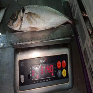  Mackerel /chinchard /mulet - poissons nous recherchons des clients/acheteur des poissons congelé ( horse mackerel; chinchard; mulet ) de très bonne qualité au maroc (dakhla); nous pouvons vous offrir une capacité de 112 tonnes/mois. n’hésiter pas a nous contactez si vous etes intéresser et merci