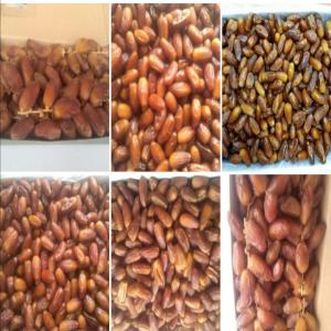  Datte Deglet Nour Tunisienne. - fruits et légumes cat&eacute;gorie- branch&eacute;e,  standard,  d&eacute;noyaut&eacute;e,  conditionn&eacute;e.--emballage- 1kg,  2kg,  5kg.--nous sommes un leader dans domaine de production et l'exportation de dattes deglet-nour. notre exploitation sise au plein d&eacute;sert au sud tunisien,  notre expertise vous garent
