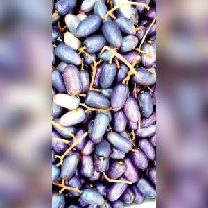  Ventes En Gros De Safou Ou Prunes - fruits et légumes nous recherchons des clients qui souhaiteraient se procurer du safou en masse pour la transformation...a cet effet nous voudrions établir un contrat a longue durée avec ceux ci.