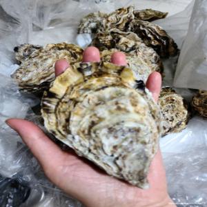  Huitres Triploides Fraiches - coquillage crustacé nous recherchons un partenaire et des clients- huîtres triploïde fraiche élevées en corée du sud,  contrôle de parc à huîtres triploïde(cinq régions en corée)--- exportation de huîtres vers la chine,  le japon,  hongkong,  etc.--cré