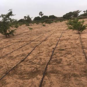  Cherche Conseiller - semence graine plant --je dispose d'un verger en exploitation. j'ai une centaine de pieds de mangues et de citronniers. parall&egrave;lement,  je souhaiterai faire du mara&icirc;chage mais j'ai pas assez d'exp&eacute;rience. j'ai d&eacute;j&agrave; essay&eacute; la laitue en petite quantit&eacute; et &ccedil;a a march&ea