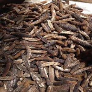  Concombres De Mer - autres bonjour je sui fournisseur de concombre de mer je chercher des acheteur-- je sui disponibles pour  lancer votre commande merci de me contacter an lessant votre coordonne --