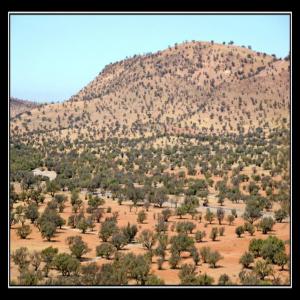  Huile Argan - huiles bonjour j au une quantite d argan a vendre ici au maroc avec un beau prix pour l axportation j ai une cooperative au sud du maroc--