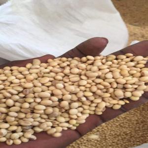  Soja Traité Vanné Et Conditionné - céréales nous disposons à cotonou une grande quantité de stock de soja déjà traite, vanne et reconditionné dans les sacs de pp de 50kilo----produit- soja--origine- bénin , récolte année 2020--quantité - 5000tonnes----caractéristique --mati&e
