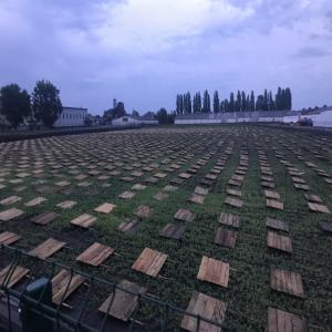  Helix Aspera Muller - live animals we offer helix aspera muller snails for purchase,  fresh and processed (according to your recipe and in your package),  we will be happy to answer your questions.--farm-eco ,    com,   ua
