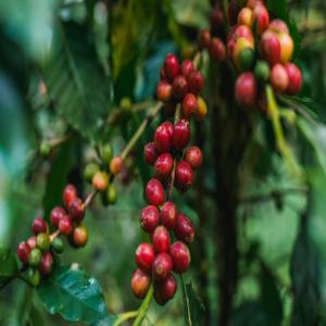  Kivu Café - café cacao thé nous sommes en possession des plusieurs plantation de café et du quinquina  actuellement nous cherchons des client pour nos produit qui est estimer en 10 tonnes des café.