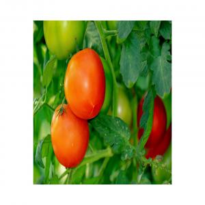  Fruits Et Légumes - fruits et légumes nous somme exportateur au maroc ,  et nous pouvons r&eacute;pondre a une large gamme de produits de qualit&eacute; . si vous avez besoin d'une cotation en fob ou cif nous serons ravis de r&eacute;pondre &agrave; vos besoin . cordialement 