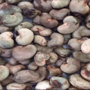  Noix De Cajou Brûte - fruits secs et graines grillées nous avons de grande quantité de noix de cajou brûte destiné à la vente à très bon prix. nous voulons vraiment liquider notre stock proposé nous des prix.