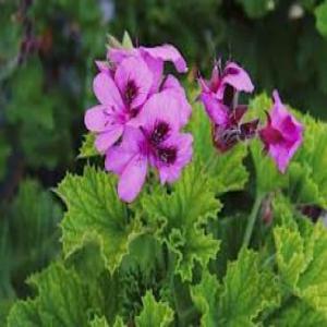  Vendons Eaux Florales De Géranium Rosat - épices aromates enterprise tunisienne spécialisée dans la valorisation des plantes aromatiques médicinales. vendons 1000 litres d'eau florale de géranium (distillation par entrainement à la vapeur sur matériel 100% inox alimentaire - source de vapeur séparée d