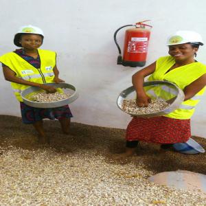  Production D'huile Tropicale Pressées Froid - huiles passionn&eacute;e d'agroindustrie,  nous sommes une entreprise b&eacute;ninoise sp&eacute;cialis&eacute;e dans la production et la commercialisation des huiles v&eacute;g&eacute;tale extra vierge de qualit&eacute; sup&eacute;rieure obtenue par des proc&eacute;d&eacute;es m&eacute;canique telle l'huil