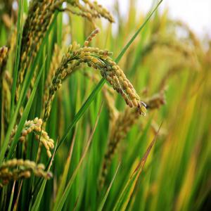  Recherche Partenaires - céréales bonjour,  depuis la côte d'ivoire. je me suis lancer dans la production de riz local en rci et j'ai du mal à retrouver un acheteur national ou international. besoin d'aide ou conseil.