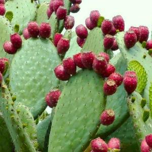  Huile De Graines De Figue De Barabrie Bio Pricly - huiles nous sommes producteurs de l'huile de graines de figue de barbarie bio ( pricly pear seed oil) dans la r&eacute;gion du sud du maroc r&eacute;put&eacute;e pour la qualit&eacute; de sa figue .--gr&acirc;ce &agrave; son fort pouvoir antioxydant,  elle att&eacute;nue les effets de l'&acirc;ge et fait of