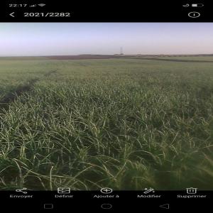 Oignon Rouge Et Blanc Région Alhajeb Maroc - fruits et légumes 6 hectares d oignons d'été ( environs 400 t )--en très bonne qualité de differents calibres --quatre hectares - oignons rouges --deux hectares- oignons blanc --