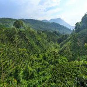  Café Colombien Torréfié En Grains - coffee cocoa tea we are offering a roasted certified organic coffee,  from pueblo bello,  sierra nevada de santa marta. our coffee is an arabica from the castillo variety. we have a production capacity of 360 tonnes per year. if you are interested in a sample,  please contact me for mailing arrangements.