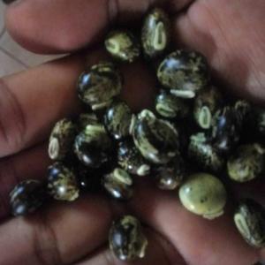  Mucuna Marbrés - semence graine plant nous vendons des grains de mucuna marbré (de couleur verte à points noirs) utile pour la fertilisation de terre,  dans l'exploitation de celles-ci en huile essentiel (selon ses biens etres et faits qu'il apporte) ainsi qu'à sa transformation en nutriment pour animaux.--pour l'ext
