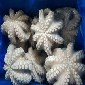  Une Grande Et Importante Quantité De Pulpe - poissons bonjour--nous poss&eacute;dons d un &eacute;norme stock de populo toute dimensions de (t 1 .2..3. 4. 5 .6. 7 .8. t 9 ) environ 4000 mt  avec un meilleurs prix 5   / kg prix fob--si vous &eacute;t&eacute;s int&eacute;ress&eacute;s veuillez nous contacter  ---- 