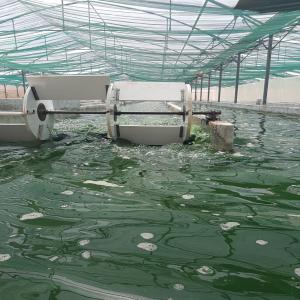  Spiruline Certifiée Bio Vendre - matiere vegetale nous sommes une ferme de culture de spiruline,  nous cherchons des clients potentiel pour la vente de la spiruline certifi&eacute;e bio norme europ&eacute;enne ccpb.--notre spiruline est produite en mode artisanale,  sous serre,  s&eacute;chage &agrave; basse temp&eacute;rature (< 42&deg;c) et chaque l