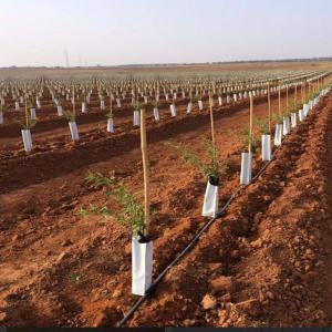  Vente Des Arbres Et Achats Des Récoltes Contrat - fruits secs et graines grillées bonjour, --nous sommes une société algérienne-ue d'import/export on propose la vente des arbres (pistachier,  amandiers,  fruits tropicaux,  noisettes)--et on achète ( si l'investisseur accepte ) la totalité ou en partie la récolte et tout ça sous contrat