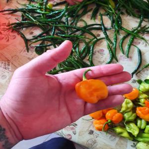  Piment Extra Fort Big Sun Sofia Sénégal - épices aromates fourniture de piment en gros s fréquence régulière avec une capacité de plusieurs centaines de kilos par semaine. livraison prise en charge du site de récolte et de stockage au lieu de livraison. 
