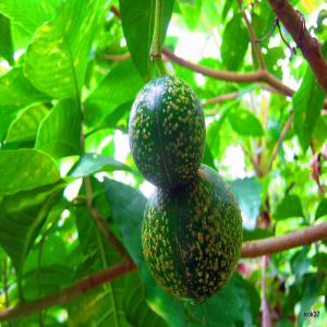  Vente De Graine De Voacanga - semence graine plant j'ai une quantité importante de graine de voacanga que je souhaite vendre. alors si vous etes intéressé veuillez me contacter.je suis en côte d'ivoire.