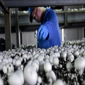  Cherche Fournisseurs De Mycellium - champignon levure lancement d'une ferme de champignon,  je recherche fournisseur de mycellium et d'équipements de production 