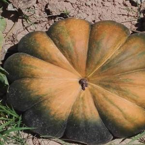  Courge Muscade - fruits et légumes nous disposons d'une grande quantité de courge variété muscade calibre 5/8 kg--palox en bois 350 kg --52 palox par camion --nous cherchons des clients sérieux en europe --merci de laisser un message 